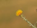 Yellow star-thistle flower, Centaurea solstitialis