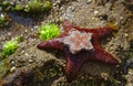 Yellow starfish on top of red starfish Royalty Free Stock Photo