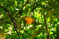 Yellow starfruit on the tree