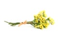 Yellow Statice flower