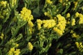 Yellow statice flowers (lat. Limonium sinuatum) bloom. Varieties of dried flowers - kemrek notched plant Royalty Free Stock Photo