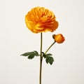 Minimalist Still Life: A Single Orange Marigold On White Background Royalty Free Stock Photo