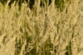 Yellow stems and flowers of autumn field grass.