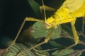 A yellow stick insect