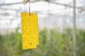 Yellow sticky card trap installed by farmer to control insects and pest in poly house or greenhouse, Eco-Friendly, organic farming