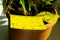 Yellow sticky trap - Dark-winged fungus gnats Royalty Free Stock Photo