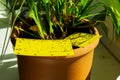 Yellow sticky trap - Dark-winged fungus gnats