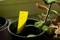 Yellow sticky trap - Dark-winged fungus gnats