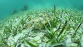 Yellow Stingray Swimming in Caribbean Sea