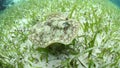 Yellow Stingray Swimming in Caribbean Seagrass