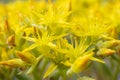 Yellow Stonecrop Buds Begin To Pop Open and Bloom Near The Ground Royalty Free Stock Photo