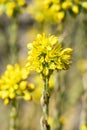 Yellow stonecrop flowers