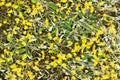 Yellow stonecrop flowers closeup