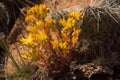 Yellow Stonecrop Sedum lanceolatum Yellow-orange Wildflowers