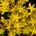 Yellow Stonecrop Wildflowers in Rocky Mountain National Park Royalty Free Stock Photo