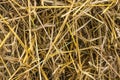 Yellow straw background texture, thatch heap, dried grass texture, hay Royalty Free Stock Photo