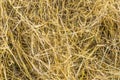 Yellow straw background texture, thatch heap, dried grass texture, hay Royalty Free Stock Photo