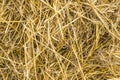 Yellow straw background texture, thatch heap, dried grass texture, hay Royalty Free Stock Photo