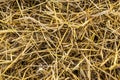 Yellow straw background texture, thatch heap, dried grass texture, hay Royalty Free Stock Photo