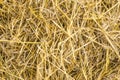 Yellow straw background texture, thatch heap, dried grass texture, hay Royalty Free Stock Photo