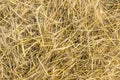 Yellow straw background texture, thatch heap, dried grass texture, hay Royalty Free Stock Photo