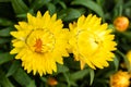 Yellow straw flowers in bloom in the garden Royalty Free Stock Photo