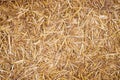 The yellow straw or hay texture backdrop. background for design Royalty Free Stock Photo