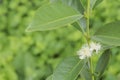 Yellow strawberry guava flower