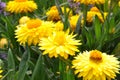 Yellow strawflower in the garden