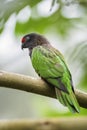 Yellow-streaked Lory - Chalcopsitta scintillata