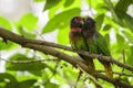 Yellow-streaked Lory - Chalcopsitta scintillata