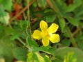 Yellow street flowers Royalty Free Stock Photo