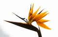 Yellow strelicia flower with white background