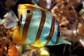 Yellow stripe fish