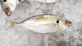 Yellow-stripe scad