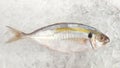 Yellow-stripe scad