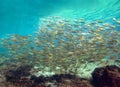 Yellow-stripe scad, Yellow-stripe trevally, Thinscaled trevally