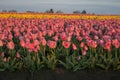 Yellow Stripe Tulip Flower Field