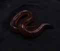 yellow striped caecilian (Ichthyophis beddomei) Royalty Free Stock Photo