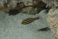 Yellow-striped Cardinalfish Apogon sp 8 Royalty Free Stock Photo