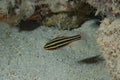 Yellow-striped Cardinalfish Apogon sp 8