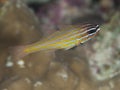 Yellow-striped cardinalfish Royalty Free Stock Photo