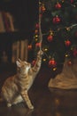 Christmas cat playing with ornaments Royalty Free Stock Photo