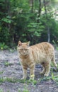 Yellow striped cat standing on the ground in the forest Royalty Free Stock Photo