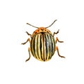 Yellow striped colorado potato beetle, agricultural pest insect, chrysomelidae