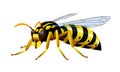 Yellow striped common wasp, a poisonous insect, a symbol of danger, for a logo or emblem.