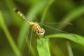 Yellow striped Dragonfly
