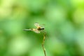 Yellow-striped Flutterer Dragonfly (Rhyothemis phyllis)