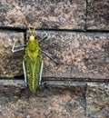 Yellow -striped grasshopper, Chromacris psittacus, in the rainforest