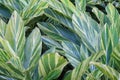 Yellow striped green leaves texture background of tropical variegated ginger plants Royalty Free Stock Photo